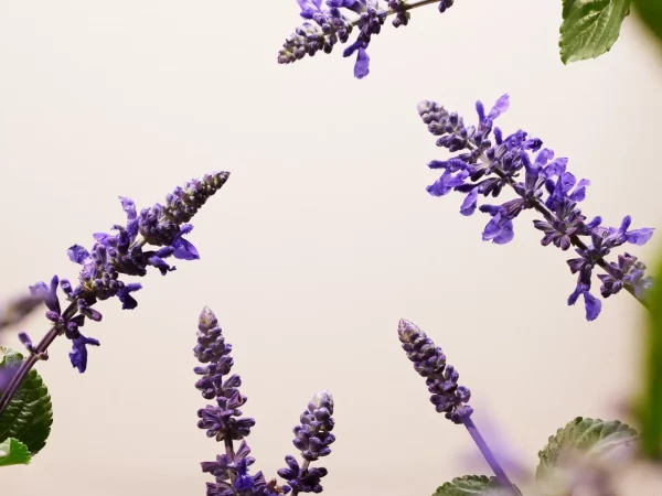 Kroppskrem Og Oljer^Rituals Bakuchiol Natural Booster - Body