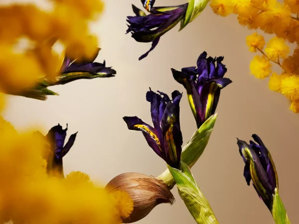 Mini Duftpinner^Rituals Orris Mimosa Mini Fragrance Sticks