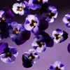 Eksklusive Duftpinner^Rituals Smooth Violet Fragrance Sticks