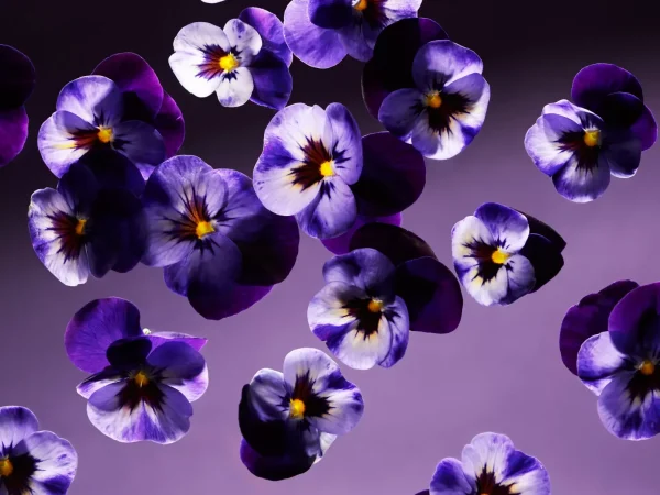 Mini Duftpinner^Rituals Smooth Violet Mini Fragrance Sticks