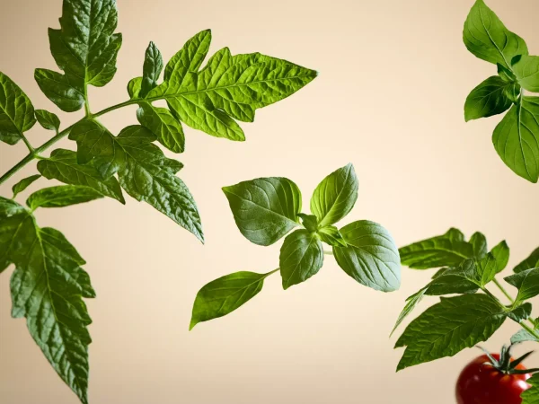 Luftfriskere Til Bil | Refiller^Rituals White Basil Car Air Freshener Refill