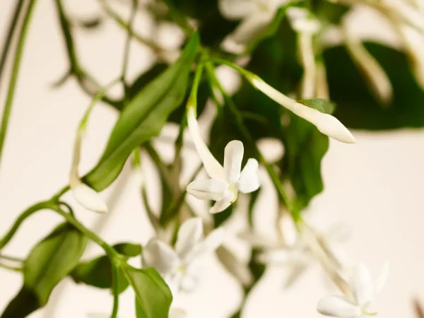 Store Duftlys | Eksklusive Duftlys^Rituals XL Sweet Jasmine Scented Candle